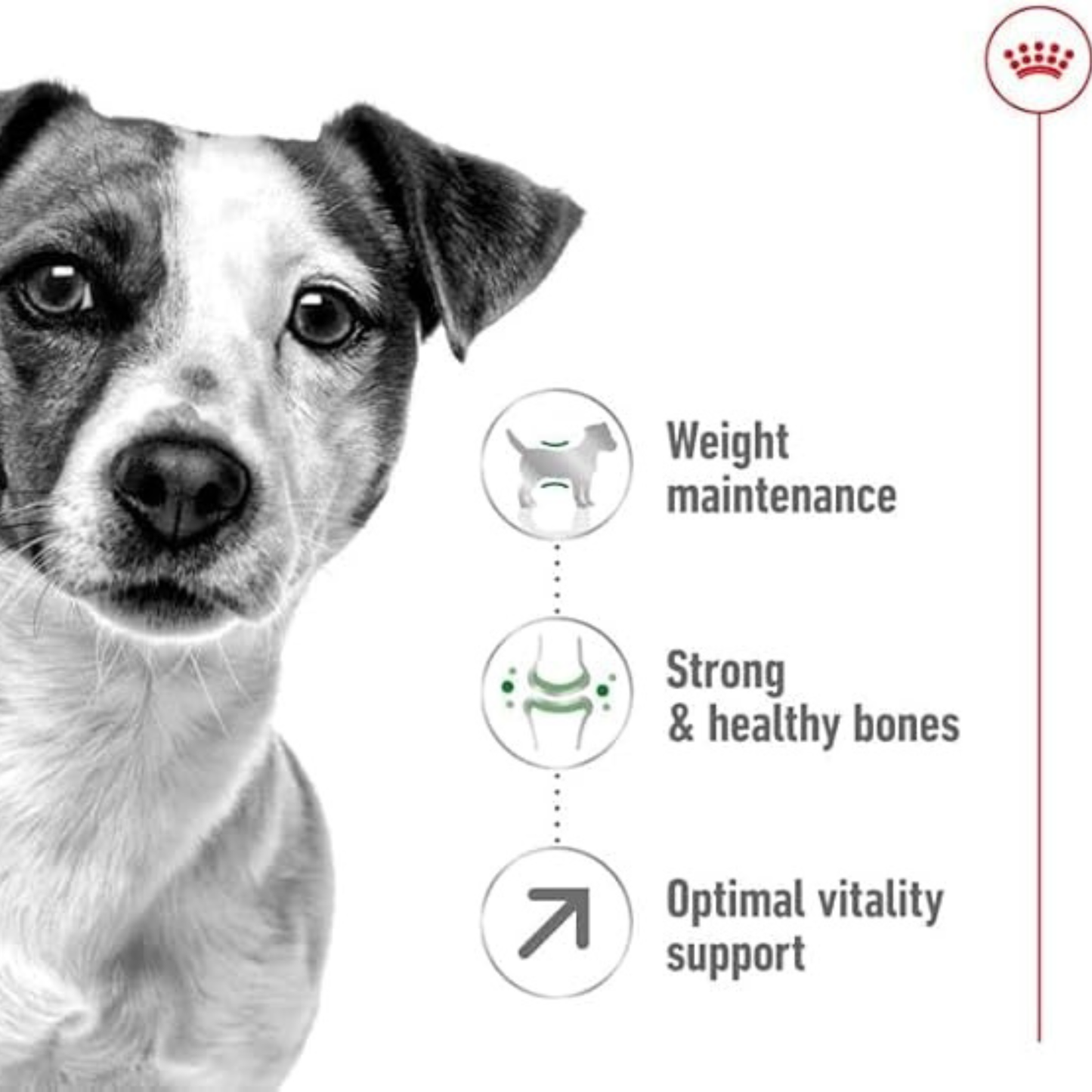 Royal Canin Size Health Nutrition Mini Adult Dry Dog Food – 8kg