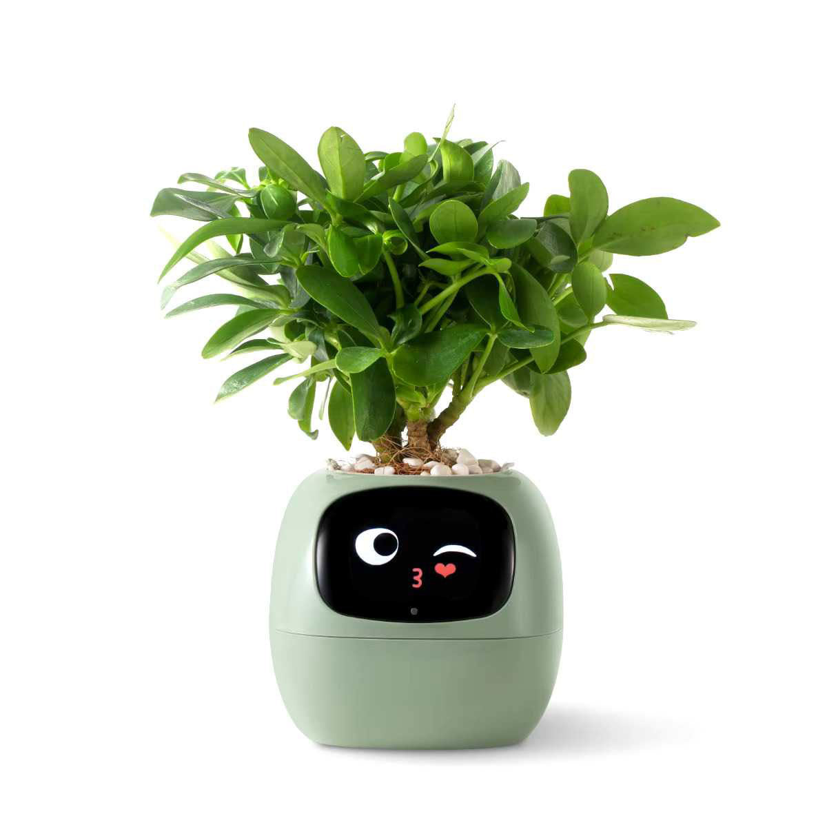 Ivy Smart Planter – AI-Powered Pot with 7 Sensors & 49+ Expressions - Zeal Cart